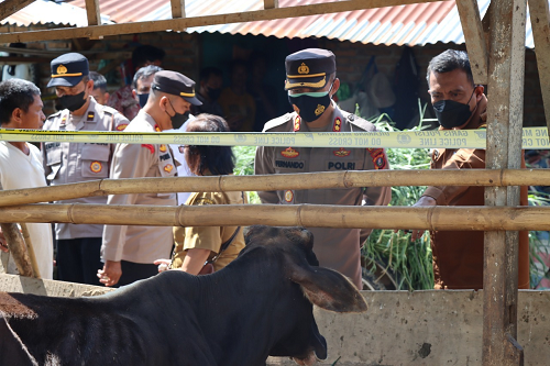 peternak_sapi_di_mekar_nauli_siantar_protes_kandang_dipasang_garis_polisi