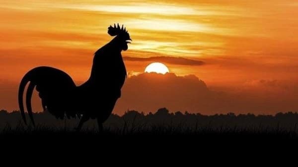 petisi_turis_di_bali_protes_ayam_berkokok_kemenkumham_bilang_begini