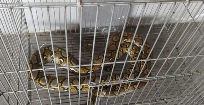 petugas_damkar_deli_serdang_evakuasi_ular_piton_dari_rumah_warga