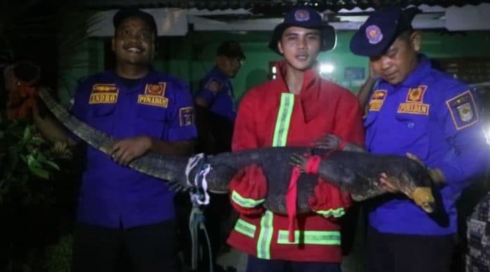 petugas_damkar_evakuasi_biawak_besar_yang_sembunyi_di_kamar_rumah_warga_kisaran