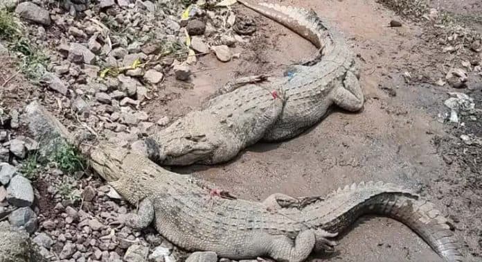 petugas_gabungan_tangkap_3_buaya_lepas_dari_penangkaran_di_cianjur