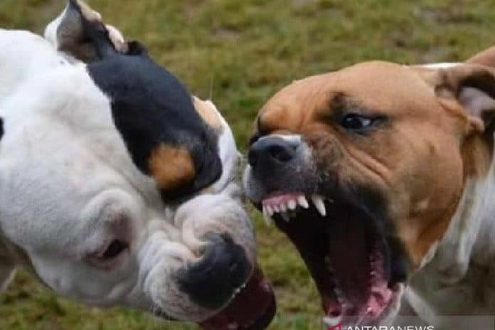 pitbull_yang_serang_bocah_8_tahun_di_medan_baru_dipelihara_selama_6_bulan