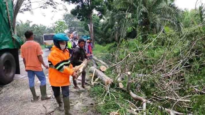 plt_kadis_lhkp_penebangan_pohon_pelindung_tua_berdasarkan_perintah_bupati_batu_bara