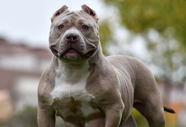 pm_inggris_bakal_larang_warganya_pelihara_anjing_ras_american_xl_bully