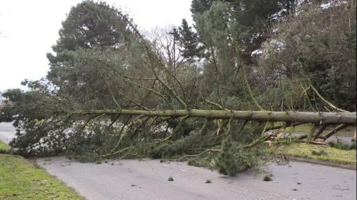 pohon_besar_dekat_polsek_beringin_tumbang_saat_malam_tahun_baru
