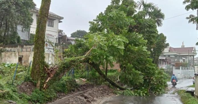 pohon_besar_tumbang_di_jalan_adam_malik_siantar