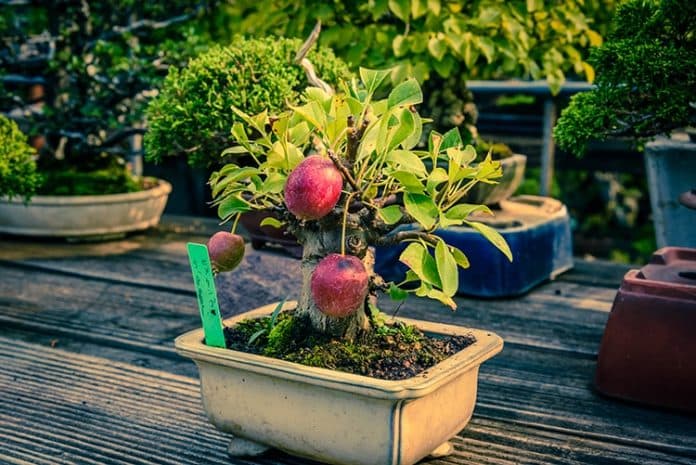 pohon_bonsai_dapat_menumbuhkan_buah_dengan_ukuran_normal