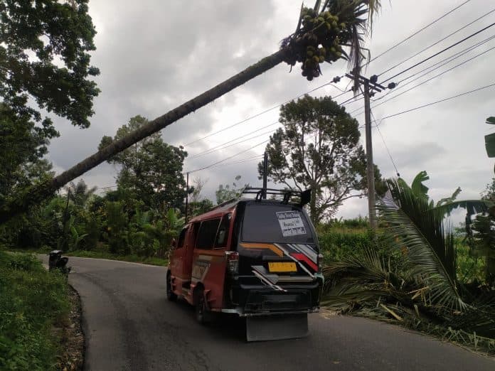 pohon_kelapa_melintang_di_atas_badan_jalan_sidamanik_simalungun