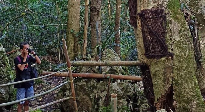 pohon_kuburan_bayi_di_tana_toraja_jejak_kepercayaan_aluk_todolo