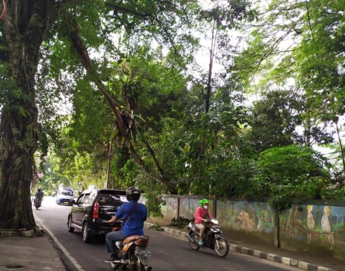 pohon_patah_melintang_di_jalan_mh_sitorus_pematangsiantar_sudah_dibersihkan