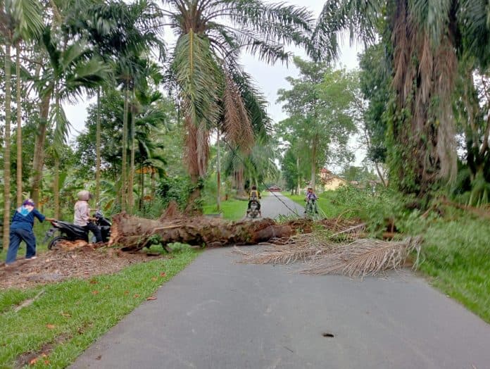 pohon_sawit_tumbang_nyaris_menimpa_pengendara_sepeda_motor