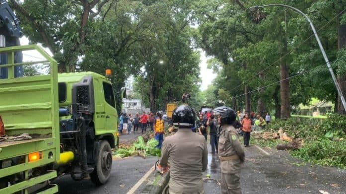 pohon_tumbang_di_jalan_imam_bonjol_kota_medan_1_orang_tewas