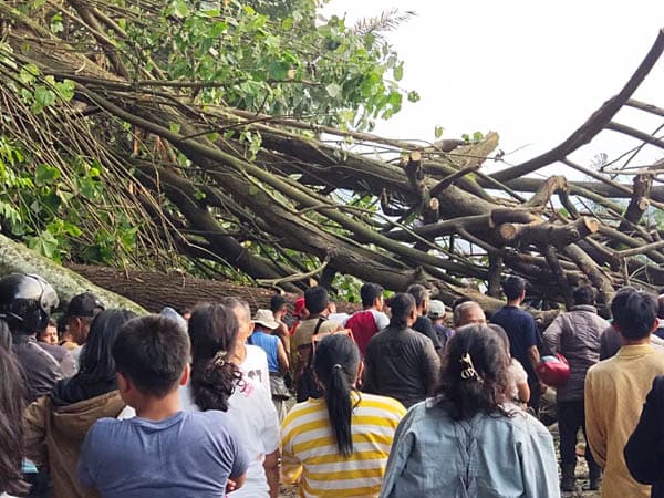 pohon_tumbang_di_kawasan_girsang_sipangan_bolon_kph_segera_lakukan_peremajaan