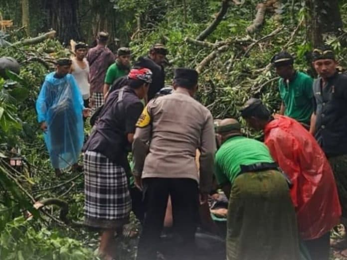 pohon_tumbang_timpa_dua_wna_hingga_tewas_di_bali