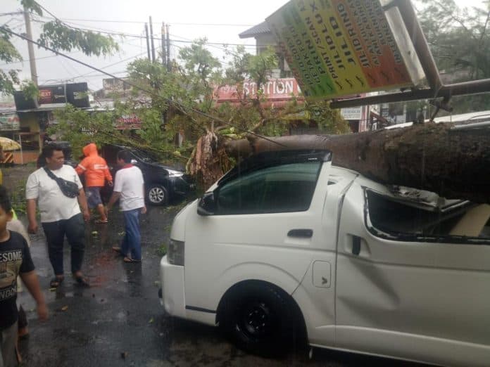 pohon_tumbang_timpa_mobil_dewan_minta_dkp_lebih_intensifkan_pengawasan