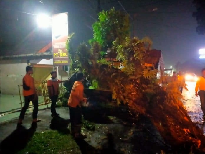 pohon_tumbang_timpa_mobil_pick_up_l_300_dua_warga_aek_kanopan_dilarikan_ke_rs