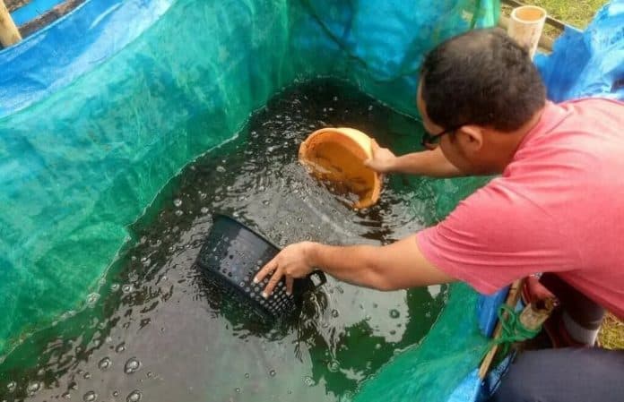 poktan_generasi_bosan_pogos_terima_bantuan_benih_ikan_lele