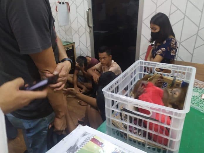 polda_sumut_amankan_5_remaja_penjual_orangutan