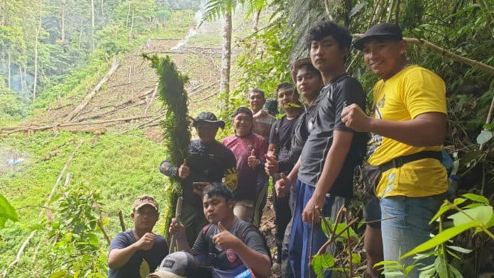 polda_sumut_buru_pemilik_ladang_ganja_seluas_8_ha_di_madina