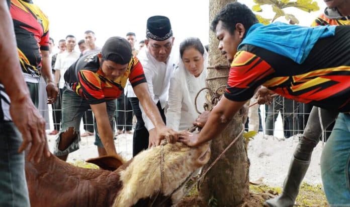 polda_sumut_sembelih_70_ekor_hewan_kurban_panca_perkuat_tali_persaudaraan
