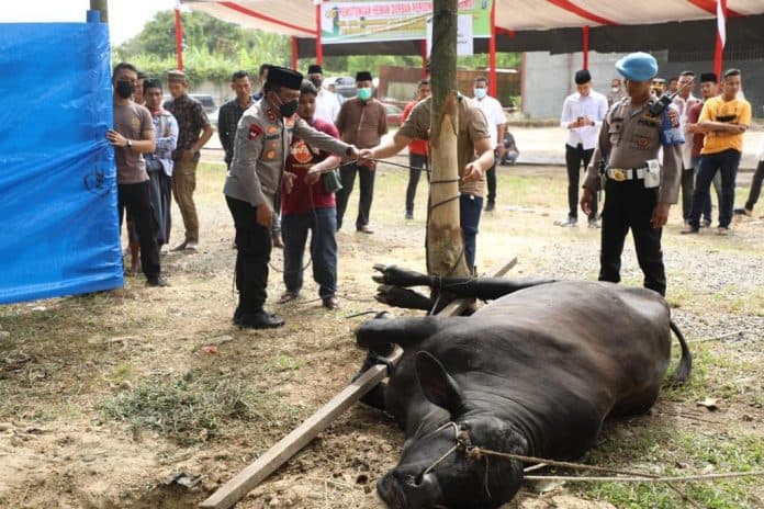 polda_sumut_siapkan_338_hewan_kurban_kapolda_bukti_ketakwaan_seorang_muslim