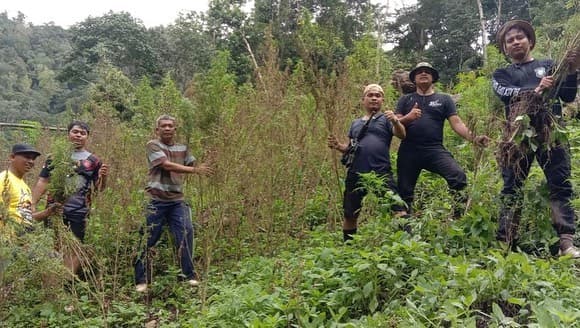 polda_sumut_temukan_ladang_ganja_8_hektar_di_madina