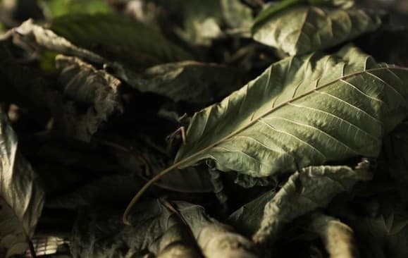 polemik_kratom_tanaman_rimba_berjenis_narkotika