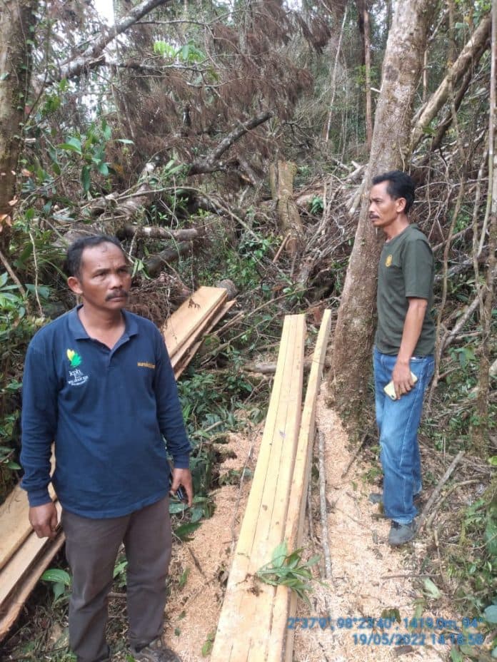 polhut_sumut_temukan_kayu_olahan_di_kawasan_hutan_dairi_dan_pakpak_bharat