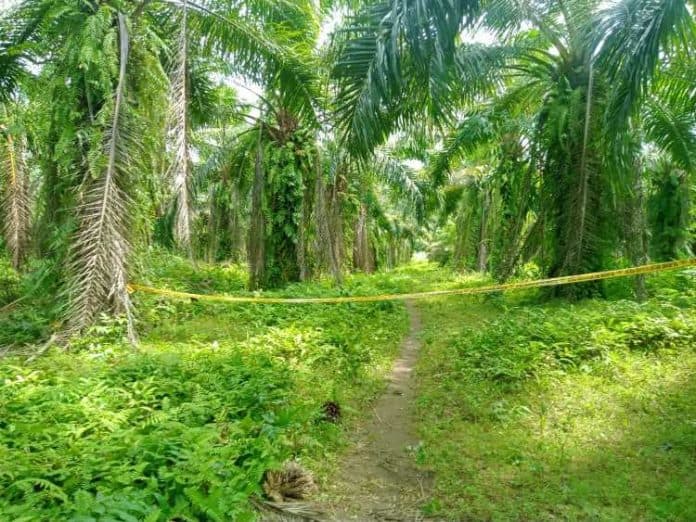 polisi_buru_pelaku_pembunuhan_di_ladang_sawit_teman_dekat_korban_dipulangkan