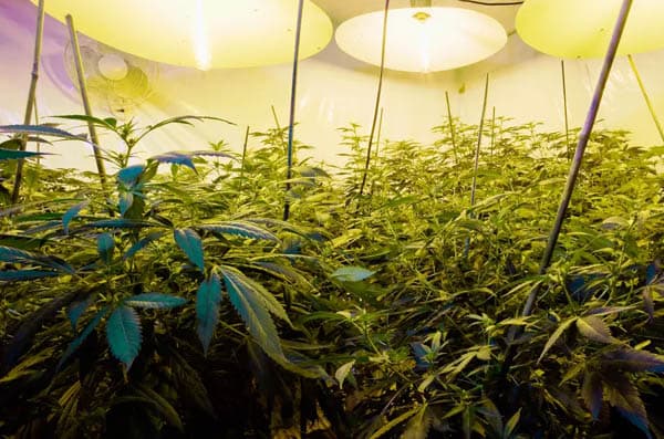 polisi_temukan_ladang_ganja_di_rumah_milik_bintang_premier_league