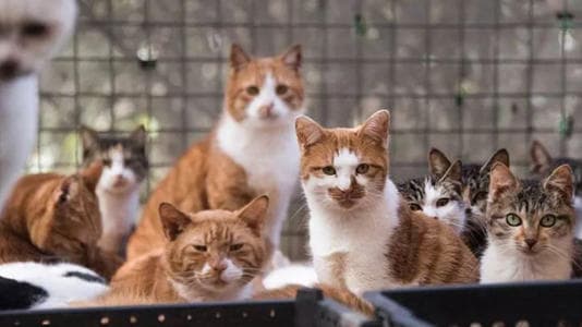 polisi_tiongkok_selamatkan_ribuan_ekor_kucing_yang_dagingnya_hendak_diperdagangkan_secara_ilegal