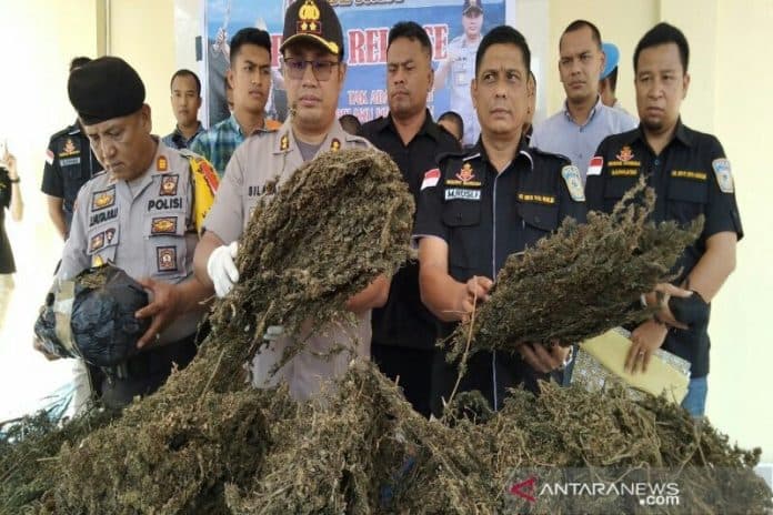 polres_madina_kembali_temukan_2_hektare_ladang_ganja
