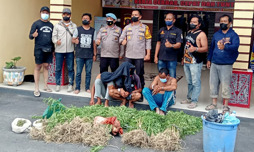 polres_samosir_bongkar_ladang_ganja_di_desa_dosroha_300_pohon_siap_edar_diamankan