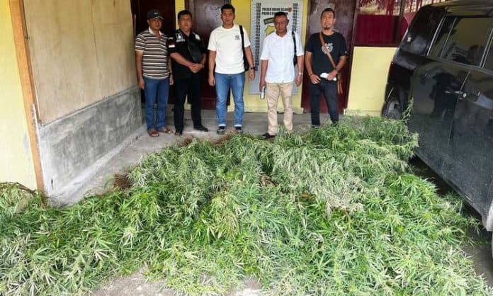 polres_simalungun_temukan_ladang_ganja_di_dolok_silau_pemiliknya_kabur