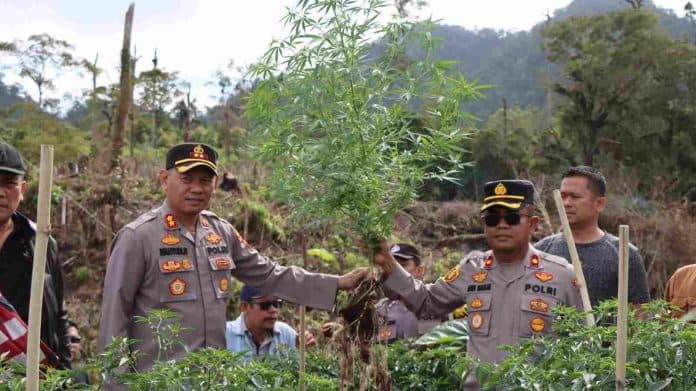 polres_tanah_karo_amankan_ladang_ganja_di_hutan_tahura
