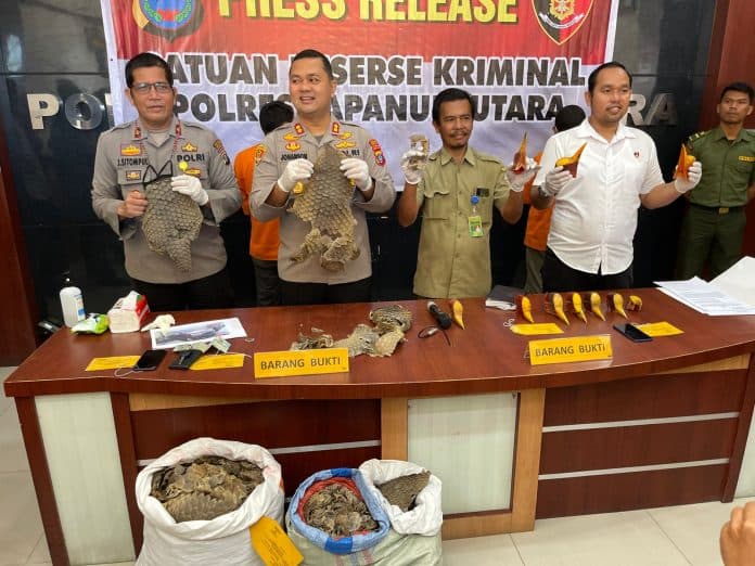 polres_taput_tangkap_pelaku_jual_beli_sisik_trenggiling_bernilai_miliaran_rupiah