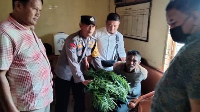 polres_taput_temukan_ladang_ganja_di_desa_parik_sabungan_siborongborong