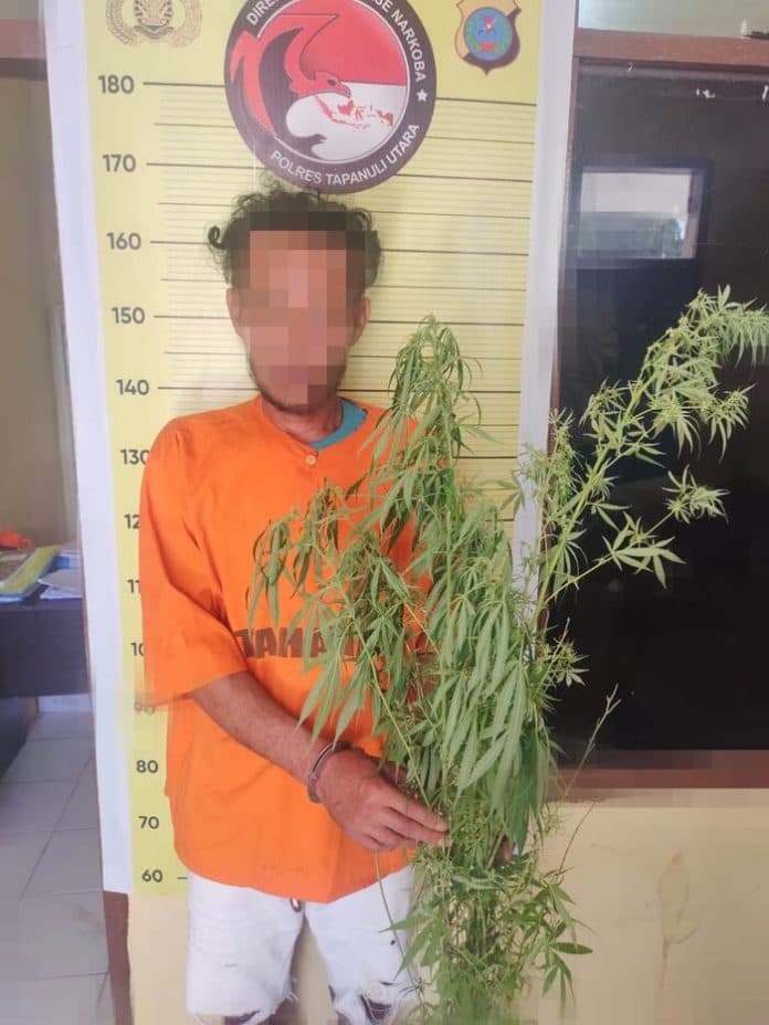 polres_taput_temukan_tanaman_ganja_pemiliknya_berhasil_diringkus