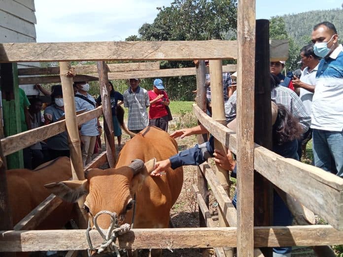 polres_toba_bersama_satgas_pengendalian_pmk_lakukan_vaksin_hewan
