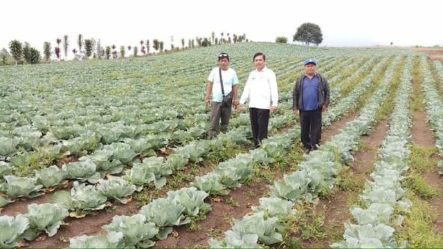 potensi_agribisnis_simalungun_yang_kehilangan_agromadear