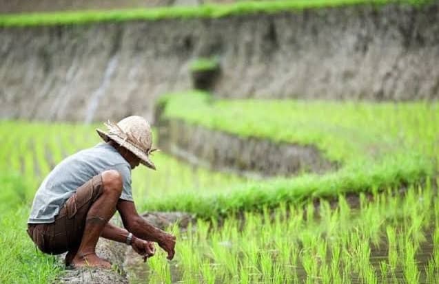 ppn_naik_12_persen_harga_pokok_produksi_pertanian_jadi_lebih_mahal
