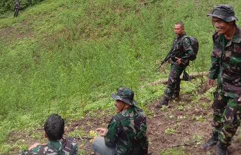 prajurit_kodam_ibb_temukan_amankan_12_ribu_batang_ganja_di_madina