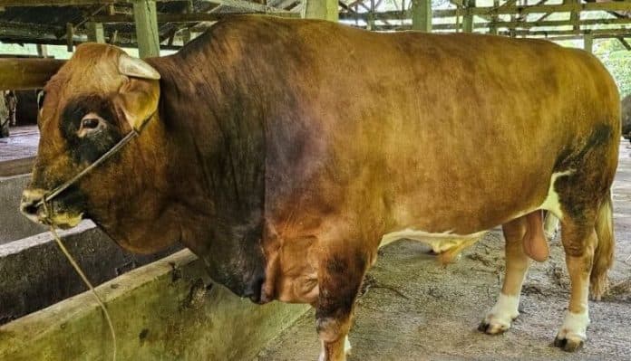 presiden_ri_jokowi_menyembelih_sapi_seberat_1_ton_di_sumbar