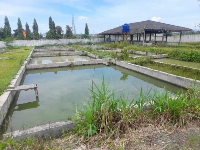 produksi_benih_ikan_di_bbi_rambung_merah_tengah_capai_25000_ekor