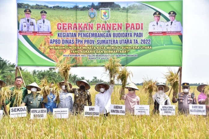 produksi_beras_di_sumut_hingga_desember_2022_tercukupi