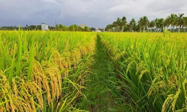 produksi_padi_di_sumut_turun_792035_ton_sepanjang_2023
