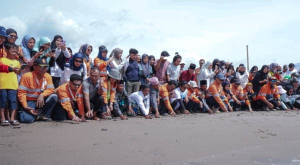 ptar_lepas_1000_tukik_di_pantai_barat_muara_opu_tapsel