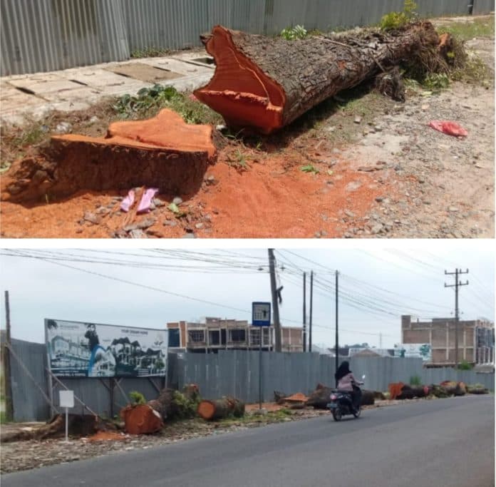 puluhan_batang_pohon_mahoni_di_jalan_asahan_ditebangi_otk