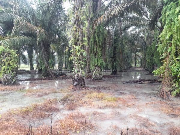 puluhan_hektar_perkebunan_sawit_di_simalungun_terendam_banjir