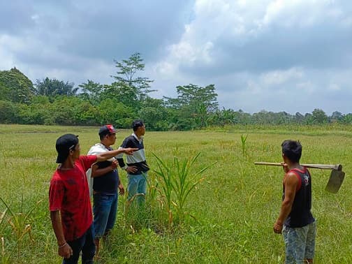 puluhan_rante_tanaman_jagung_rusak_di_dusun_maniksilau